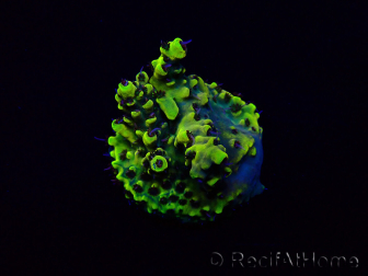 WYSIWYG Acropora Maricultuur geacclimatiseerd LED