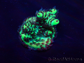 WYSIWYG AcroporaMariculture acclimated LED