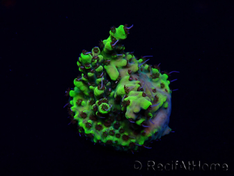 WYSIWYG Acropora Maricultuur geacclimatiseerd LED