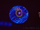 WYSIWYG - Zoanthus OG Blue Hornet 2J7