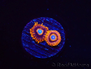 WYSIWYG - Zoanthus Tequila Sunrise 2M11