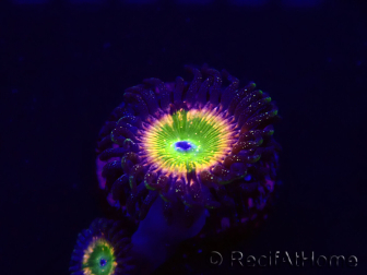 WYSIWYG - Zoanthus Tinkerbells 30A3