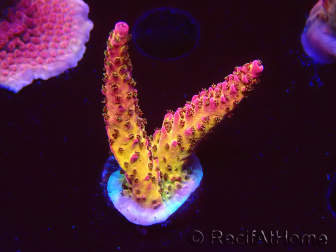 WYSIWYG - Acropora PC Rainbow