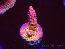 WYSIWYG - Acropora PC Rainbow 5I2