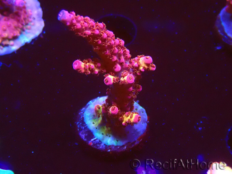 WYSIWYG - Acropora PC Rainbow