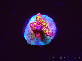 WYSIWYG - Acropora PC Rainbow