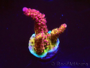 WYSIWYG - Acropora PC Rainbow 5I5