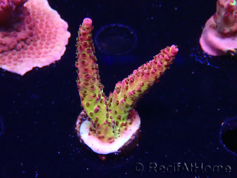 WYSIWYG - Acropora PC Rainbow 5I1