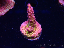 WYSIWYG - Acropora PC Rainbow 5I2
