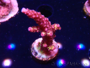 WYSIWYG - Acropora PC Rainbow