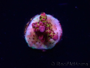 WYSIWYG - Acropora PC Rainbow 5I4