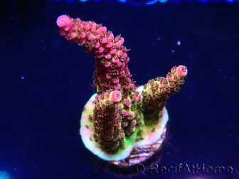 WYSIWYG - Acropora PC Rainbow 5I5