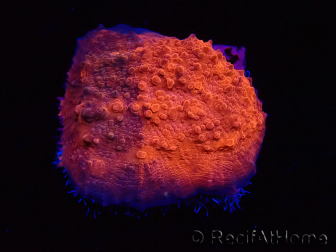 WYSIWYG - RAH Mycedium Blood Stain 23B6