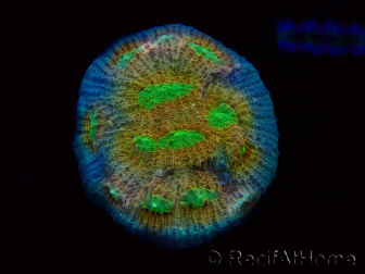 WYSIWYG - RAH Mycedium robokaki Lily's 23G3