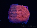 WYSIWYG - RAH Mycedium Blood Stain 23B6
