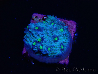 WYSIWYG - RAH Mycedium Smurfette