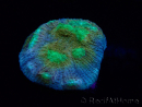 WYSIWYG - RAH Mycedium robokaki Lily's 23G2