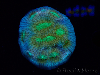 WYSIWYG - RAH Mycedium robokaki Lily's 23G3