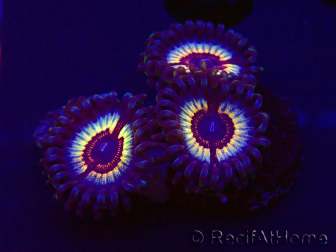 WYSIWYG Zoanthus Vampire In Drag 30F9