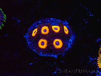 WYSIWYG - Zoanthus Johnny's Pumpkin Seed 40I11
