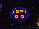 WYSIWYG - Zoanthus Johnny's Pumpkin Seed 40I11