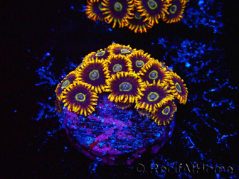WYSIWYG - Zoanthus Rainbow Hornet 40M3