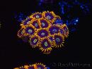 WYSIWYG - Zoanthus Rainbow Hornet 40M4