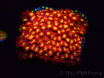 WYSIWYG Bernardpora stutchburyi