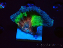 WYSIWYG RAH Pectinia Rainbow 1
