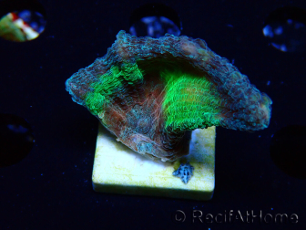 WYSIWYG Pectinia sp