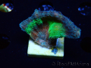 WYSIWYG RAH Pectinia Rainbow 1