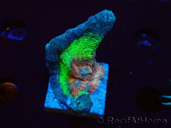 WYSIWYG - RAH Rainbow Pectinia