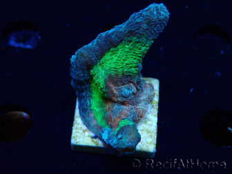 WYSIWYG - RAH Rainbow Pectinia