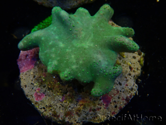 WYSIWYG Lobophyton sp 33