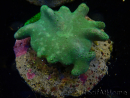 WYSIWYG Lobophyton sp 33