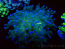 WYSIWYG Euphyllia paradivisa (Unter LED beleuchtete Marikultur-akklimatisiert)