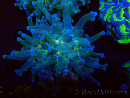 WYSIWYG Euphyllia paradivisa (Mariculture acclimated under LED)