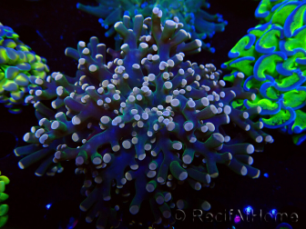 WYSIWYG Euphyllia paradivisa (Mariculture acclimaté sous LED)