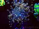 WYSIWYG Euphyllia paradivisa (Mariculture acclimaté sous LED) 4H8