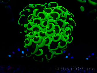 WYSIWYG Euphyllia ancora (Marikultur akklimatisiert unter LED) 5 (Skelett 7 cm/Geöffnet 11 cm)