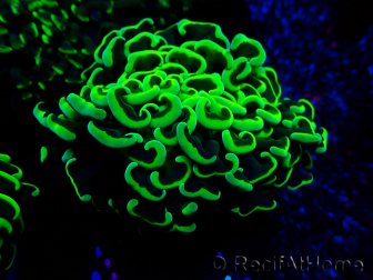 WYSIWYG Euphyllia ancora (Maricultura aclimatada bajo LED) 8 (Esqueleto 6 cm/Abierto 12 cm)