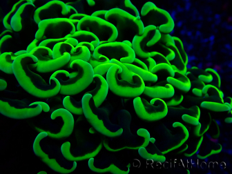 WYSIWYG Euphyllia ancora (Mariculture acclimaté sous LED) 18E4 (Skeleton 3.5 cm/Open 5.5 cm)