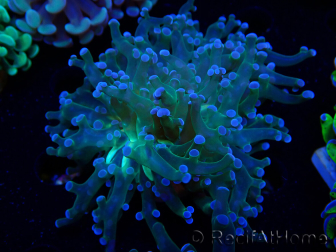 WYSIWYG Euphyllia paradivisa (Mariculture acclimaté sous LED)