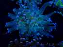 WYSIWYG Euphyllia paradivisa (Mariculture acclimaté sous LED) 4H4