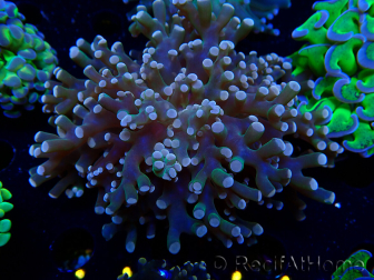 WYSIWYG Euphyllia paradivisa (Maricultura aclimatada bajo LED)