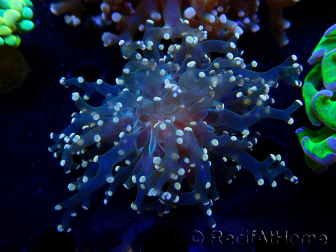 WYSIWYG Euphyllia paradivisa (Mariculture acclimaté sous LED) 4H8