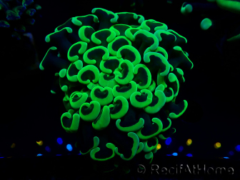 WYSIWYG Euphyllia ancora (Acclimated Mariculture under LED) 5 (Skeleton 7 cm/Open 11 cm)