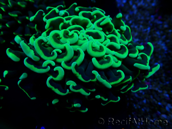 WYSIWYG Euphyllia ancora (Mariculture acclimaté sous LED) 18E4 (Skeleton 3.5 cm/Open 5.5 cm)