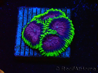 WYSIWYG - WWC Favia Space Monkey 3D4