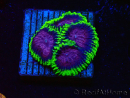 WYSIWYG - WWC Favia Space Monkey 3D4